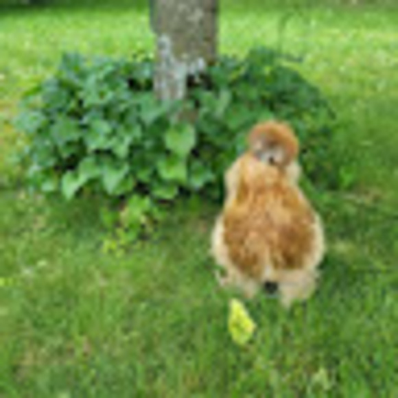 Meet your Posher, Alex - Picture 1 of 1